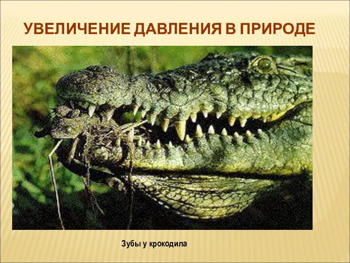 УВЕЛИЧЕНИЕ ДАВЛЕНИЯ В ПРИРОДЕ Зубы у крокодила