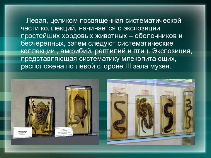 Левая, целиком посвященная систематической части коллекций, начинается с экспозиции простейших хордовых