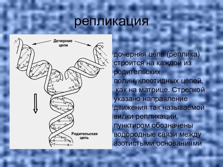 репликация дочерняя цепь (реплика) строится на каждой из родительских полинуклеотидных цепей,