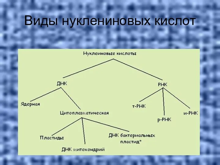 Виды нуклениновых кислот