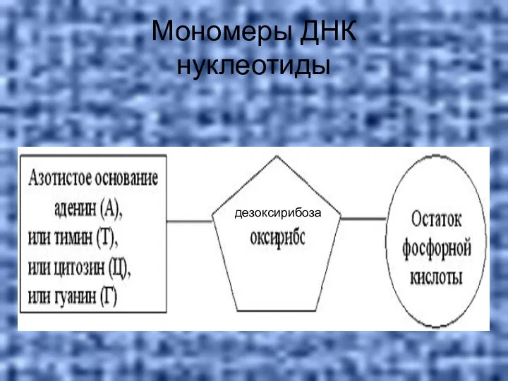 Мономеры ДНК нуклеотиды дезоксирибоза