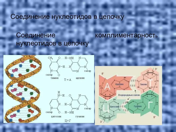Соединение нуклеотидов в цепочку Соединение нуклеотидов в цепочку комплиментарность