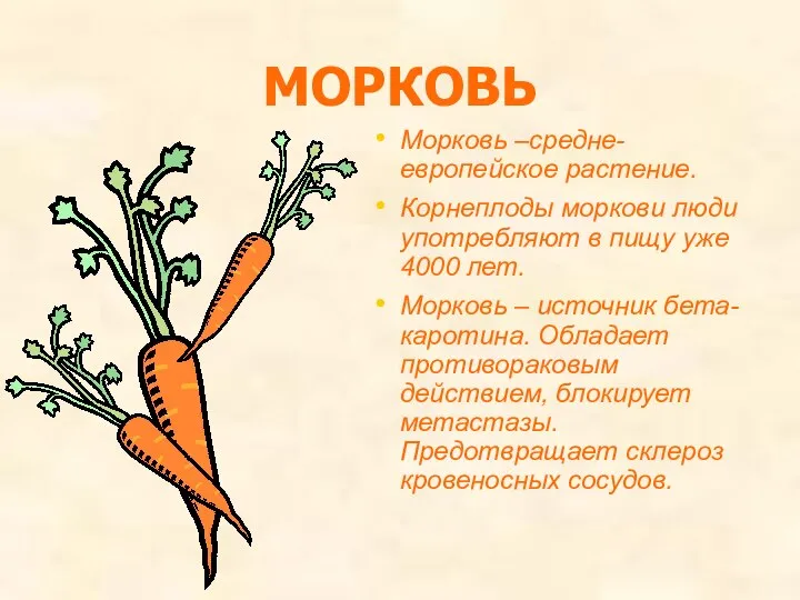 МОРКОВЬ Морковь –средне-европейское растение. Корнеплоды моркови люди употребляют в пищу уже