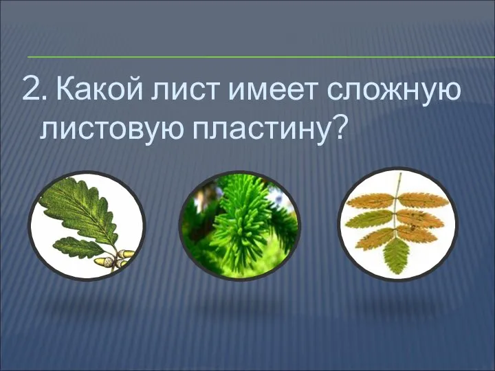 2. Какой лист имеет сложную листовую пластину?