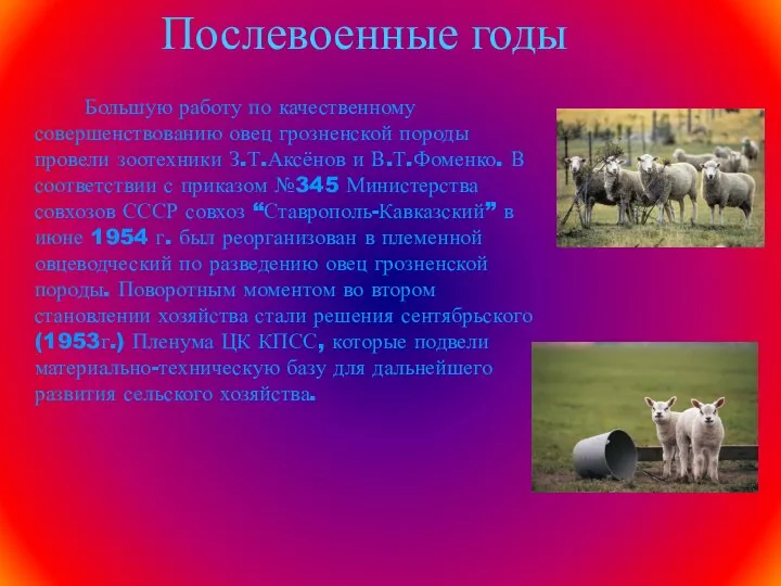 Послевоенные годы Большую работу по качественному совершенствованию овец грозненской породы провели