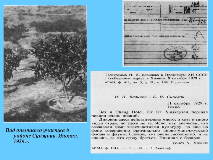 Вид опытного участка в районе Судзуоки. Япония. 1929 г.