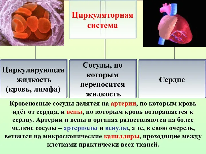 Кровеносные сосуды делятся на артерии, по которым кровь идёт от сердца,