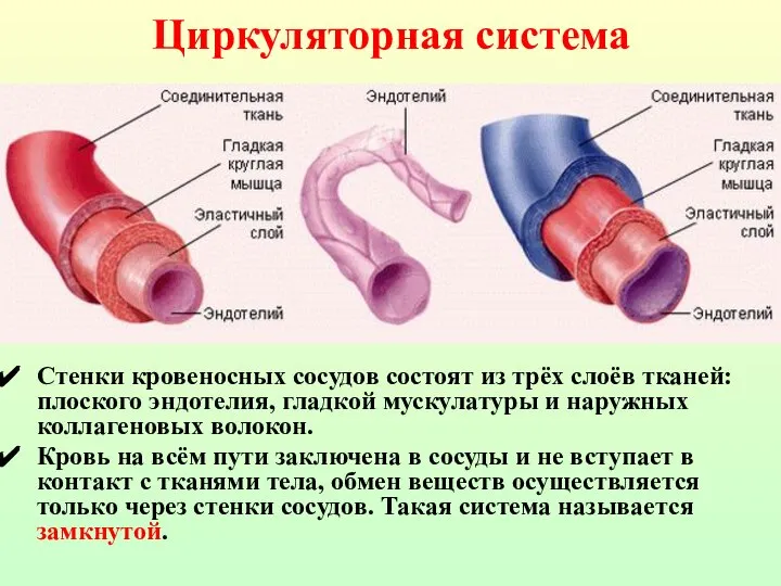 Циркуляторная система Стенки кровеносных сосудов состоят из трёх слоёв тканей: плоского