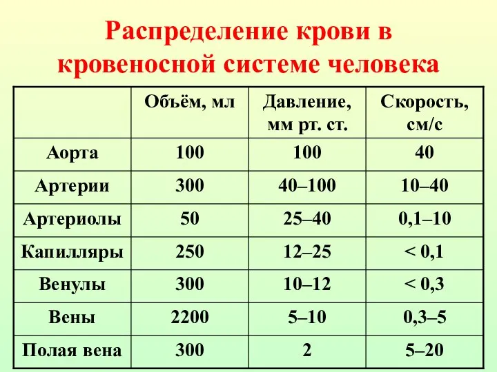 Распределение крови в кровеносной системе человека