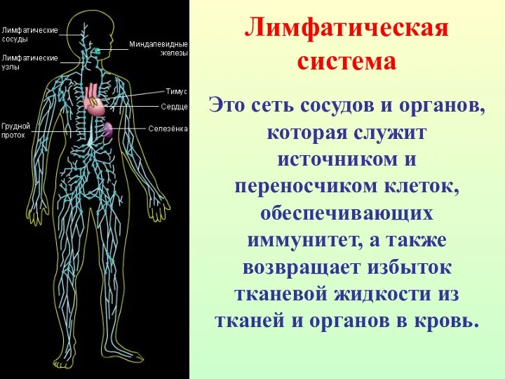 Лимфатическая система Это сеть сосудов и органов, которая служит источником и