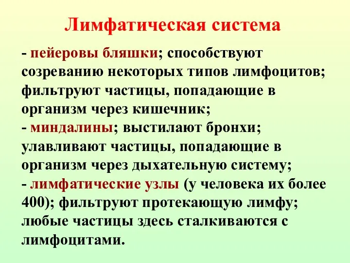 - пейеровы бляшки; способствуют созреванию некоторых типов лимфоцитов; фильтруют частицы, попадающие