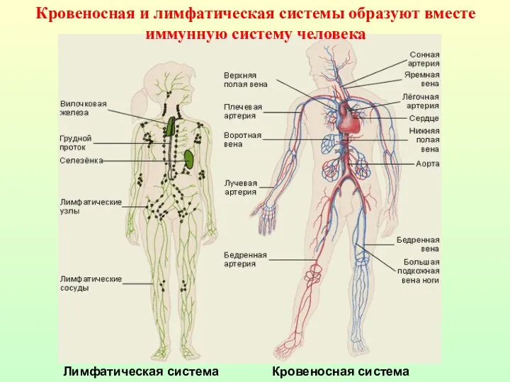 Лимфатическая система Кровеносная система Кровеносная и лимфатическая системы образуют вместе иммунную систему человека