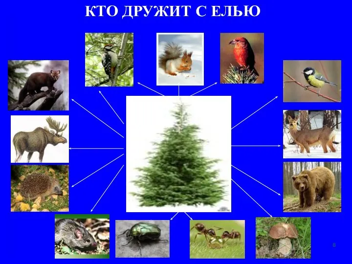 КТО ДРУЖИТ С ЕЛЬЮ