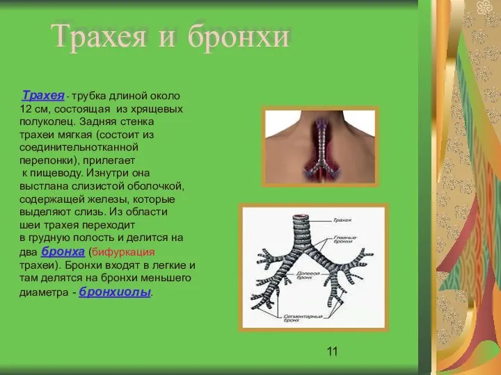 Трахея и бронхи Трахея - трубка длиной около 12 см, состоящая