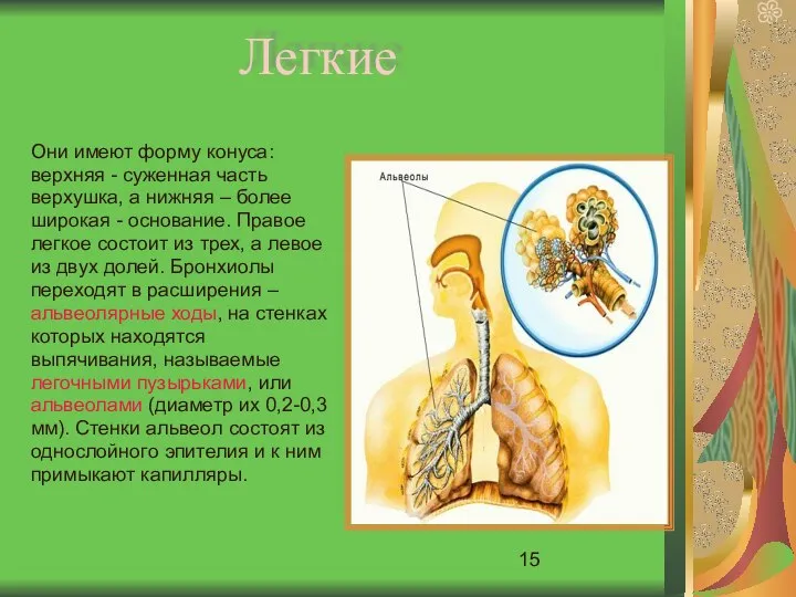 Легкие Они имеют форму конуса: верхняя - суженная часть верхушка, а