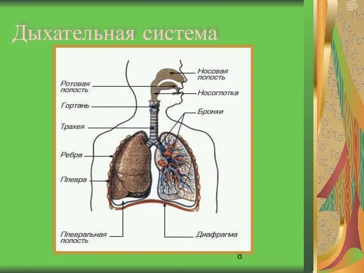 Дыхательная система