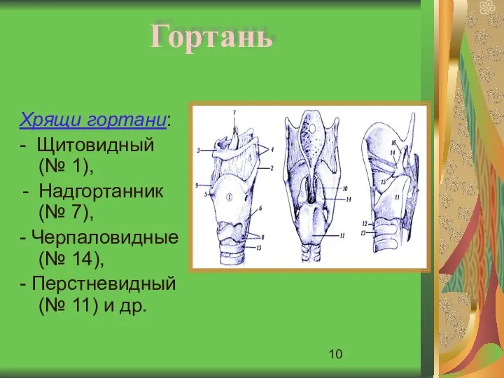 Гортань Хрящи гортани: - Щитовидный (№ 1), Надгортанник (№ 7), -