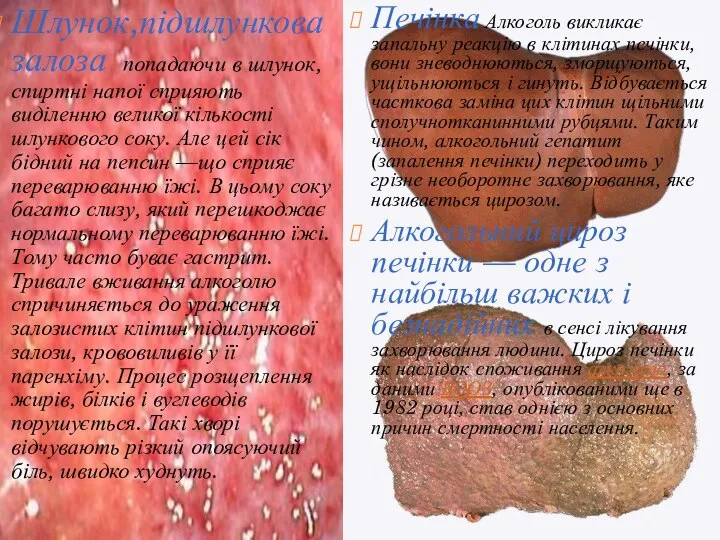 Шлунок,підшлункова залоза попадаючи в шлунок, спиртні напої сприяють виділенню ве­ликої кількості