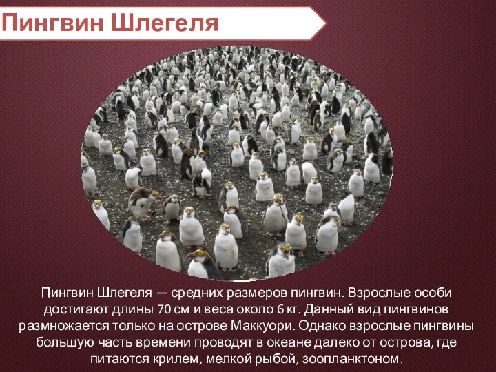 Пингвин Шлегеля Пингвин Шлегеля — средних размеров пингвин. Взрослые особи достигают