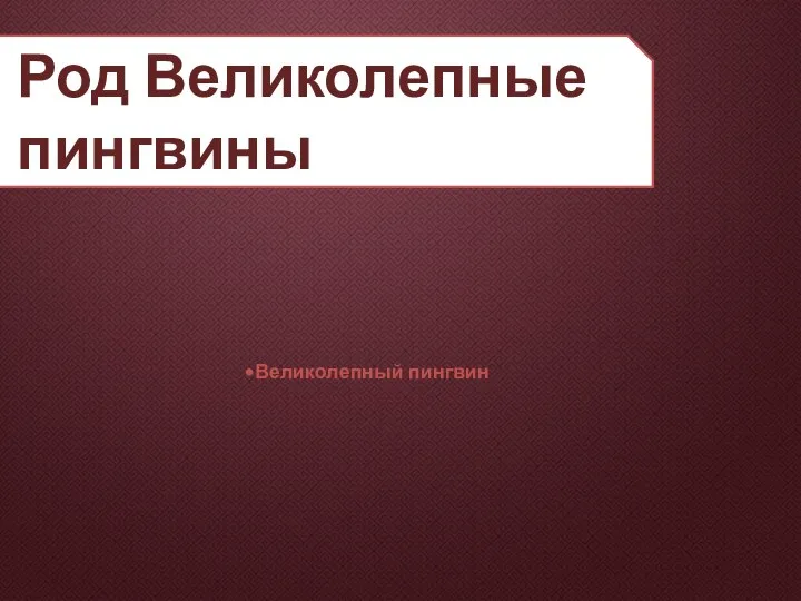 Род Великолепные пингвины