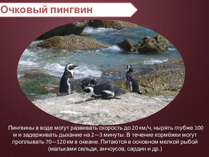 Очковый пингвин Пингвины в воде могут развивать скорость до 20 км/ч,