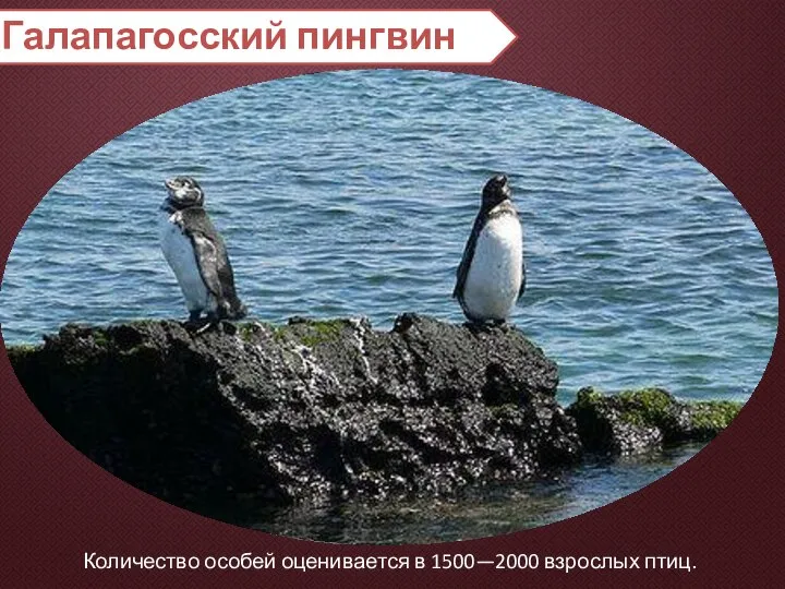 Галапагосский пингвин Количество особей оценивается в 1500—2000 взрослых птиц.