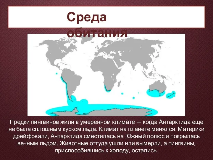 Среда обитания Предки пингвинов жили в умеренном климате — когда Антарктида