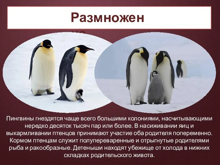 Размножение Пингвины гнездятся чаще всего большими колониями, насчитывающими нередко десяток тысяч