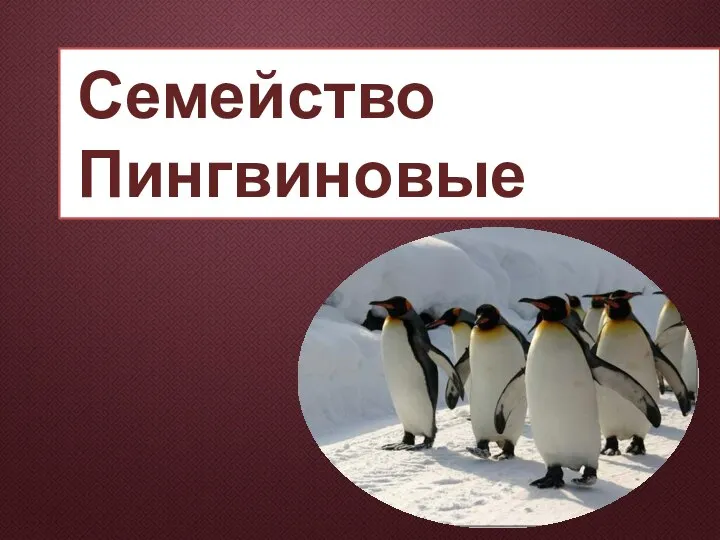 Семейство Пингвиновые