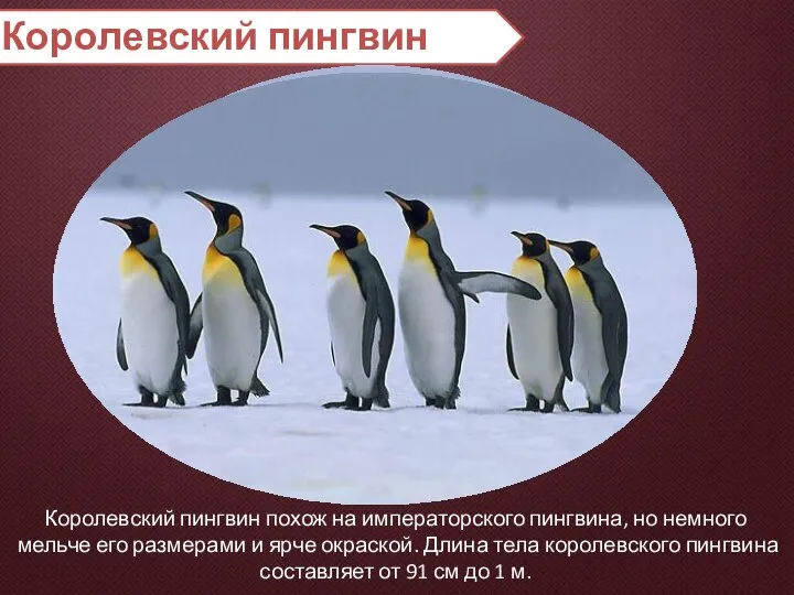 Королевский пингвин Королевский пингвин похож на императорского пингвина, но немного мельче