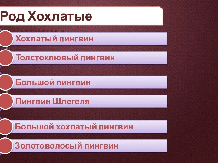 Род Хохлатые пингвины