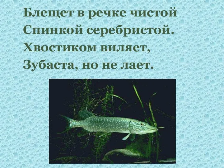 Блещет в речке чистой Спинкой серебристой. Хвостиком виляет, Зубаста, но не лает.