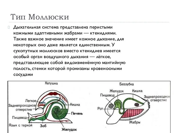 Тип Моллюски Дыхательная система представлена перистыми кожными адаптивными жабрами — ктенидиями.