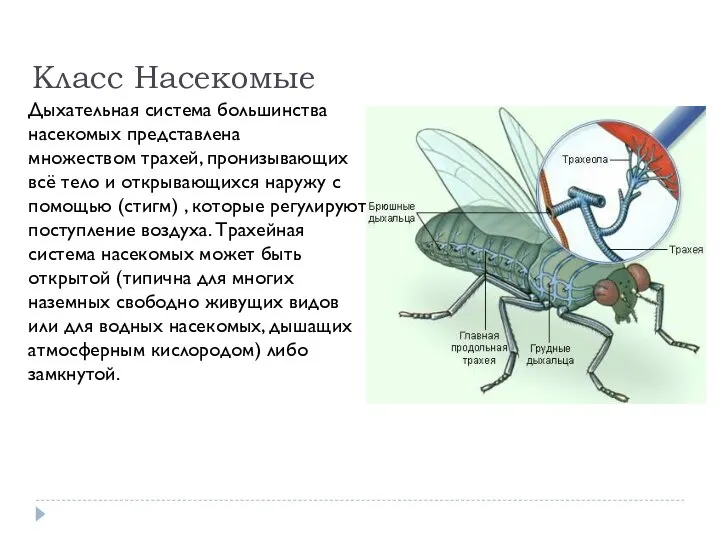 Класс Насекомые Дыхательная система большинства насекомых представлена множеством трахей, пронизывающих всё