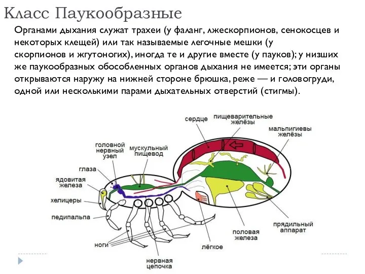 Класс Паукообразные Органами дыхания служат трахеи (у фаланг, лжескорпионов, сенокосцев и