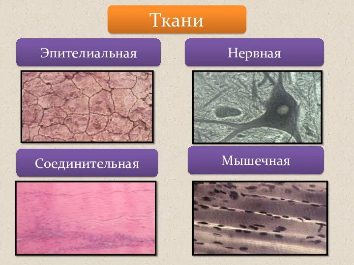 Ткани Эпителиальная Нервная Соединительная Мышечная