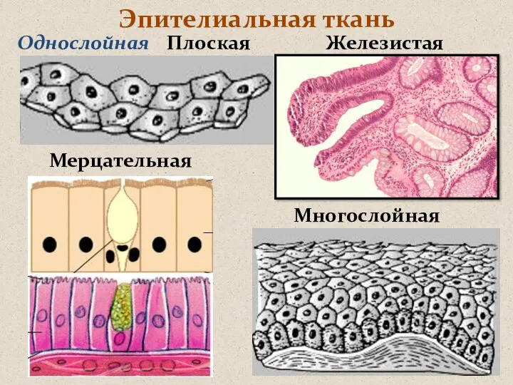 Эпителиальная ткань Однослойная Плоская Железистая Мерцательная Многослойная