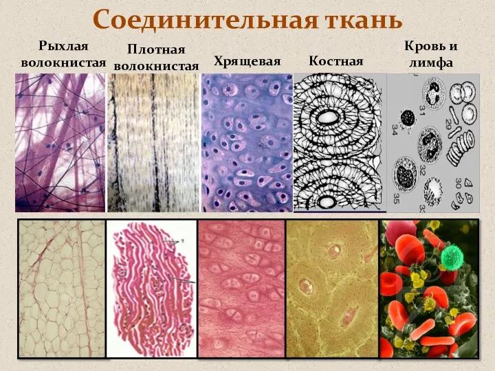 Соединительная ткань Плотная волокнистая Рыхлая волокнистая Хрящевая Костная Кровь и лимфа