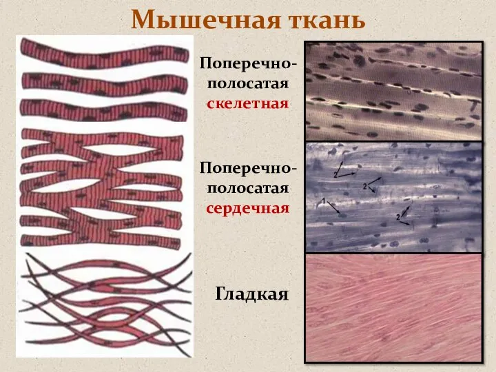 Мышечная ткань Поперечно-полосатая скелетная Поперечно-полосатая сердечная Гладкая