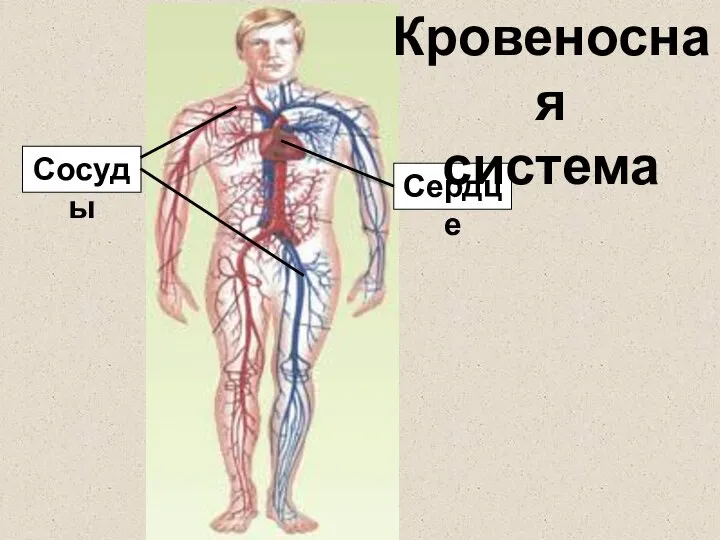 Сосуды Сердце Кровеносная система