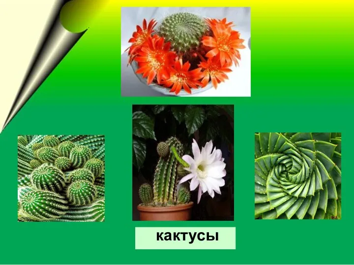 кактусы