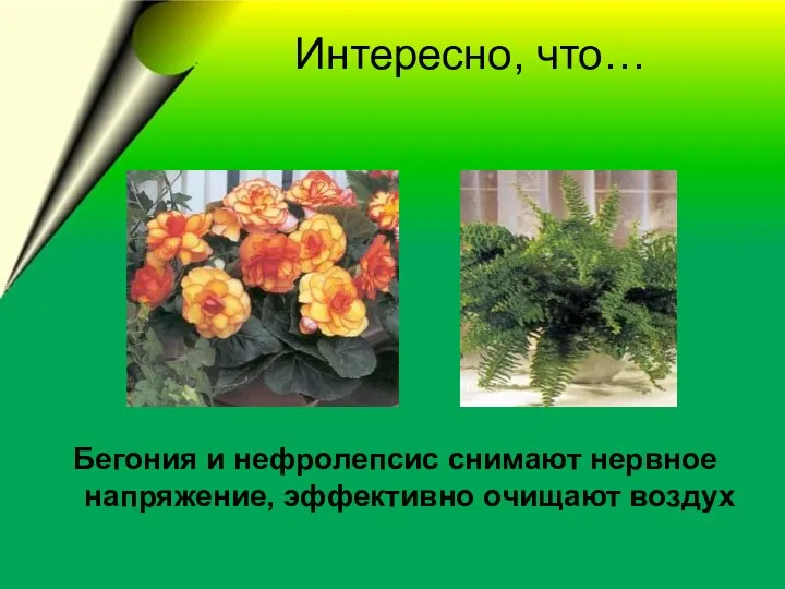 Интересно, что… Бегония и нефролепсис снимают нервное напряжение, эффективно очищают воздух