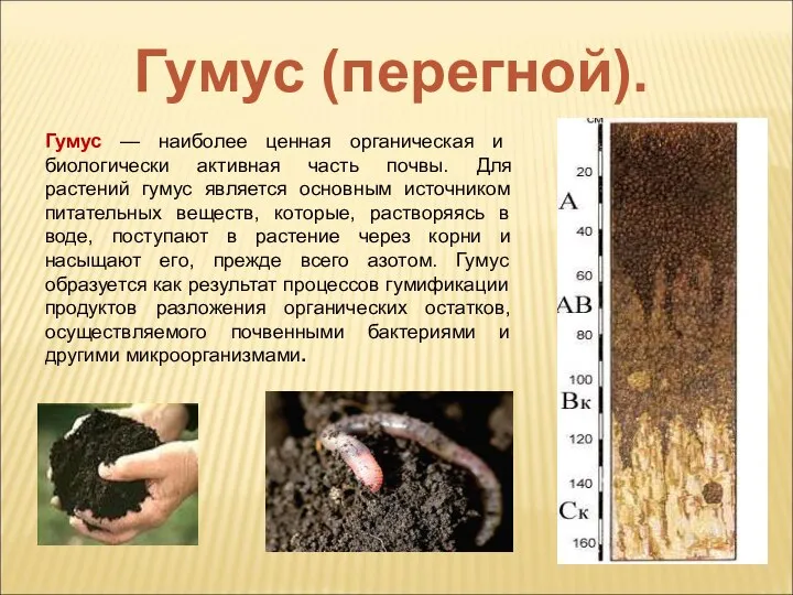 Гумус — наиболее ценная органическая и биологически активная часть почвы. Для