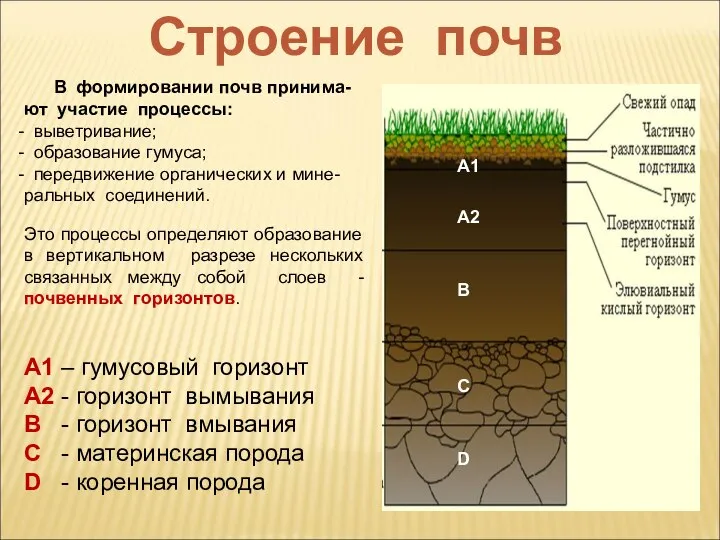 Строение почв В формировании почв принима-ют участие процессы: выветривание; образование гумуса;