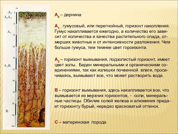 А0 – дернина А1 – гумусовый, или перегнойный, горизонт накопления. Гумус