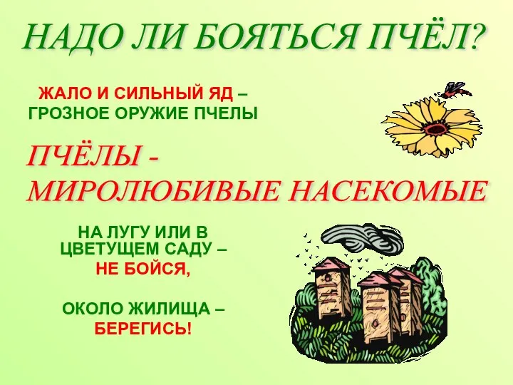 НАДО ЛИ БОЯТЬСЯ ПЧЁЛ? ЖАЛО И СИЛЬНЫЙ ЯД – ГРОЗНОЕ ОРУЖИЕ