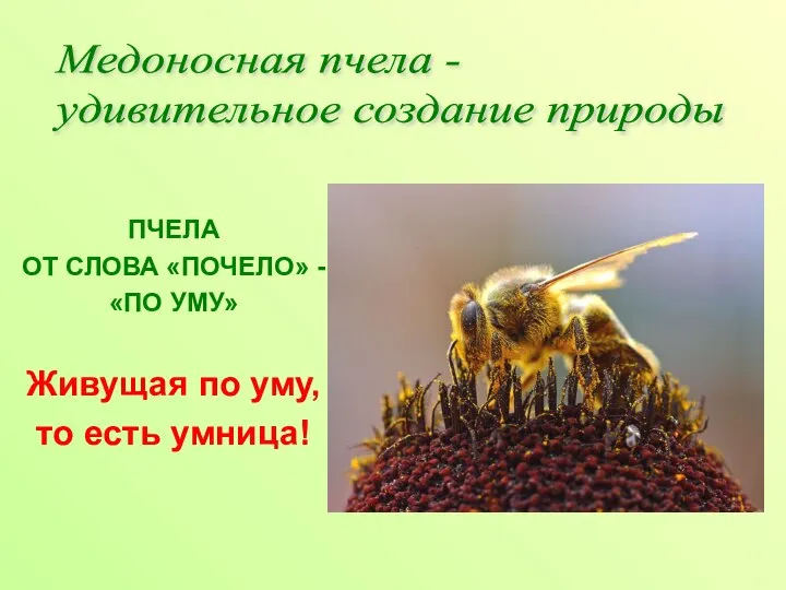 Медоносная пчела - удивительное создание природы ПЧЕЛА ОТ СЛОВА «ПОЧЕЛО» -
