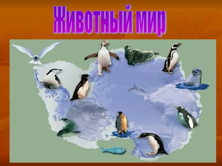 Животный мир