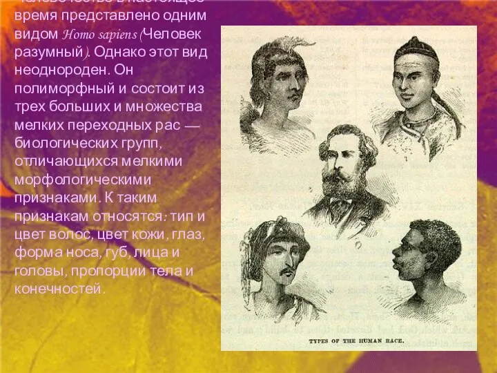 Человечество в настоящее время представлено одним видом Homo sapiens (Человек разумный).