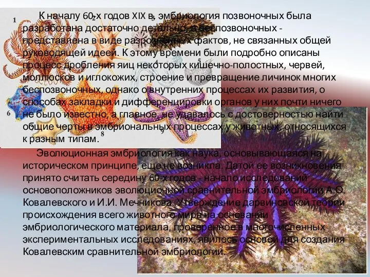 К началу 60-х годов XIX в. эмбриология позвоночных была разработана достаточно